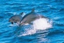 Port Stephens Dolphin Watcher